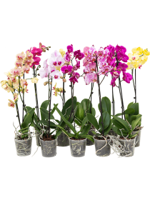 Kambarinis augalas, orchidėja (Phalaenopsis), 2 šakos, vazonėlio skersmuo 9 cm.