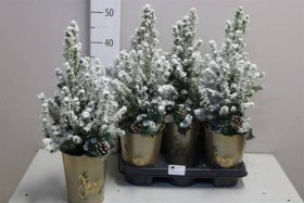 Spygliuotis, eglė baltoji "Conica Snow", vazono skersmuo 15 cm.