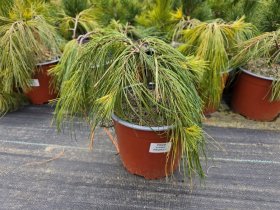 Spygliuotis, pušis, įvairios, vazonėlio skersmuo 19 cm.