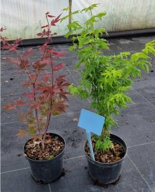 Dekoratyvinis medis, klevas plaštakinis, vazonas 2,5 l.