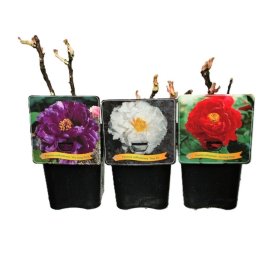 Daugiametė gėlė, krūminis bijūnas, medėjantis, įvairūs, vazonėlio skersmuo 23 cm.