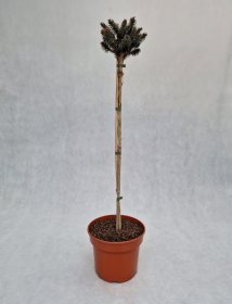 Spygliuotis, eglė sitkinė "Peve Wiesje", vazonas 5 l.