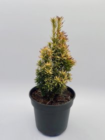 Spygliuotis, kukmedis europinis "Fastigiata Aurea", aukštis 30 cm., vazonas 3 l.