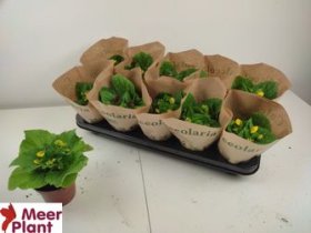 Kambarinis augalas, kalceoliarija, vazonėlio skersmuo 10 cm.