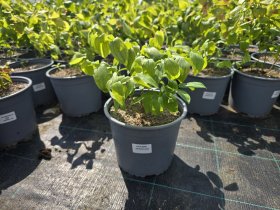 Daugiametė gėlė, uvuliarija, vazonėlio skersmuo 19 cm.