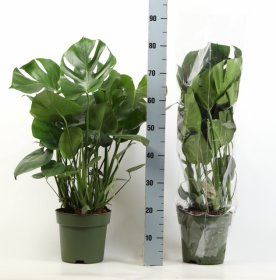 Kambarinis augalas, monstera "Deliciosa", vazonėlio skersmuo 27 cm.