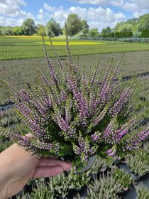Vienmetis augalas, viržis, vazonėlio skersmuo 12 cm.