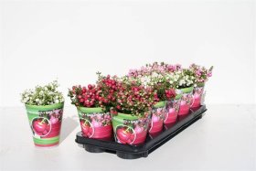 Šliaužiantis augalas, bruknuolė, įvairios, vazonėlio skersmuo 11 cm.