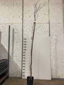 Dekoratyvinis medis, sakura "Xcistena", vazonėlio skersmuo 23 cm.