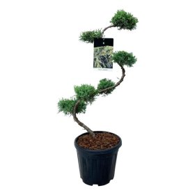 Spygliuotis, kadagys tarpinis (bonsai), aukštis 80 cm., vazonas 15 l.