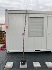 Vijoklinis augalas, visterija kininė, vazonėlio skersmuo 28 cm.