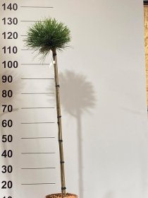 Spygliuotis, pušis "SN18", ant stiebo, vazonėlio skersmuo 22 cm.