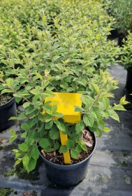 Vaismedis, slyva, įvairios, vazonas 5 l.