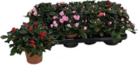 Kambarinis augalas, azalija (Simso rododendras), vazonėlio skersmuo 11 cm.