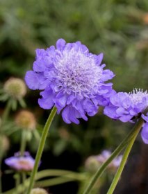 Daugiametė gėlė, žvaigždūnė balandinė "Mariposa Blue", vazono talpa 2 l.