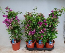 Kambarinis augalas, bugenvilija "Alexandra", vazonėlio skersmuo 19 cm.