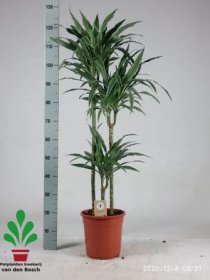 Kambarinis augalas, dracena (3 šakos), vazonėlio skersmuo 24 cm.