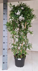 Dekoratyvinis krūmas, jazminas žvaigždinis, vazonėlio skersmuo 21 cm.