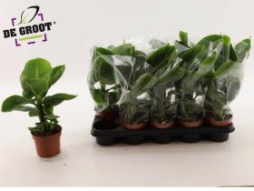 Kambarinis augalas, bananmedis "Tropicana", vazonėlio skersmuo 12 cm.