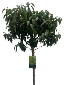 Dekoratyvinis krūmas, ieva mažalapė "Angustifolia", aukštis 120 cm., vazonėlio skersmuo 32 cm.