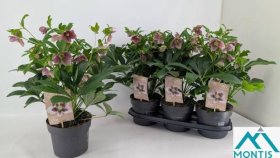 Daugiametė gėlė, eleboras "Orientalis x3", vazonėlio skersmuo 19 cm.