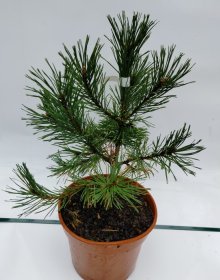 Spygliuotis, kalninė pušis "Winter Gold", vazonas 3 l.