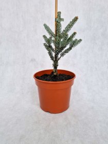 Spygliuotis, kėnis korėjinis "Silberlocke", vazonėlio skersmuo 19 cm.