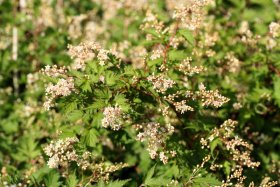 Dekoratyvinis krūmas, stefanadra karpytalapė "Crispa", aukštis 20 cm., vazonas 2 l.