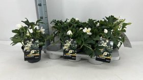 Daugiametė gėlė, eleboras "Hgc Diva", vazonėlio skersmuo 15 cm.