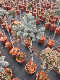 Spygliuotis, eglė dygioji "Glauca Globosa", ant stiebo, vazonėlio skersmuo 23 cm.