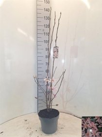 Dekoratyvinis medis, magnolija "St Rosea", vazonėlio skersmuo 23 cm.