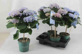 Dekoratyvinis krūmas, didžialapė hortenzija, ant stiebo, mėlynos sp., vazonėlio skersmuo 14 cm.