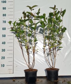 Dekoratyvinis krūmas, veigelė "Bristol Ruby", vazonėlio skersmuo 17 cm.