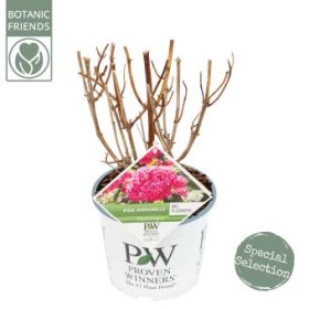 Dekoratyvinis krūmas, hortenzija šviesioji "Pink Annabelle", vazonėlio skersmuo 19 cm.