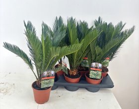 Kambarinis augalas, cikas "Revoluta", vazonėlio skersmuo 15 cm.