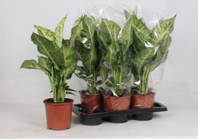 Kambarinis augalas, difenbachija "Mars", vazonėlio skersmuo 17 cm.