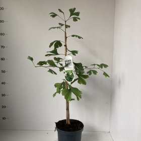 Dekoratyvinis medis, ginkmedis dviskiautis, vazonėlio skersmuo 19 cm.