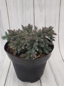 Spygliuotis, kadagys žvynuotasis "Blue Star", vazonas 3 l.