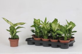 Kambarinis augalas, difenbachija "Comacta", vazonėlio skersmuo 12 cm.