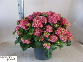 Dekoratyvinis krūmas, hortenzija "Ningbo", vazonėlio skersmuo 29 cm.