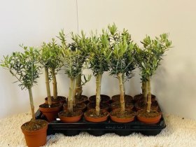 Kambarinis augalas, alyvmedis europinis, vazonėlio skersmuo 11 cm.