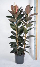 Kambarinis augalas, fikusas plačialapis, vazonėlio skersmuo 35 cm.