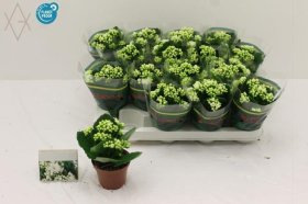 Kambarinis augalas, kalankė, baltos spalvos, vazonėlio skersmuo 8 cm.