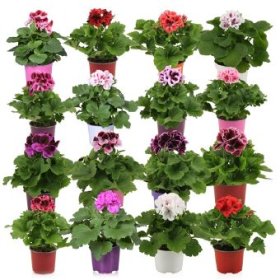 Kambarinis augalas, pelargonija didžiažiedė, vazonėlio skersmuo 12 cm.