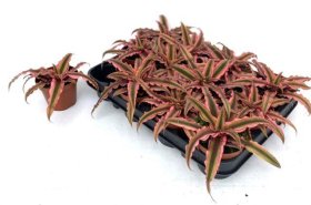 Kambarinis augalas, kriptantas "Pink Star", vazonėlio skersmuo 9 cm.