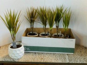 Kambarinis augalas, dracena "Marginata", vazonėlio skersmuo 12 cm.