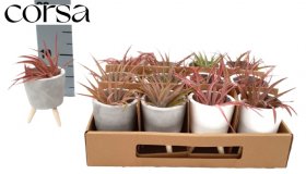 Kambarinis augalas, tilandsija kompozicija, vazono skersmuo 7 cm.