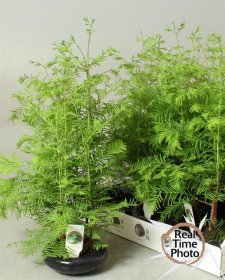 Kambarinis augalas, bonsas, vazonėlio skersmuo 16 cm.