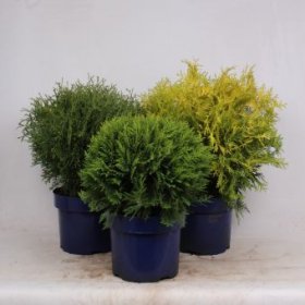 Spygliuotis, tuja, apvali, įvairios, vazonėlio skersmuo 23 cm.