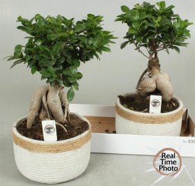 Kambarinis augalas, fikusas (bonsai), keraminiame vazonėlyje, vazonėlio skersmuo 23 cm.